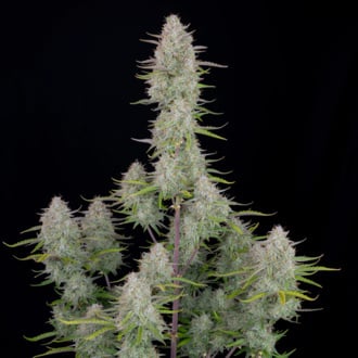 Wedding Cheesecake Auto (FastBuds) féminisée