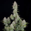 Wedding Cheesecake Auto (FastBuds) féminisée