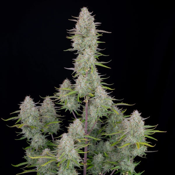 Wedding Cheesecake Auto (FastBuds) féminisée