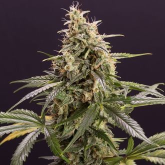 Chem-Bomb Auto (Humboldt Seed Organization) féminisée