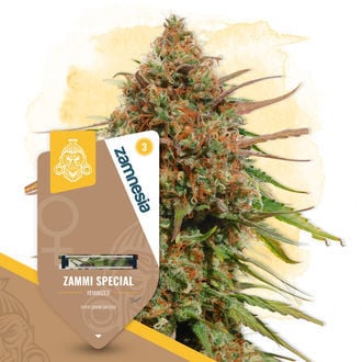 Zammi Special (Zamnesia Seeds) Féminisée