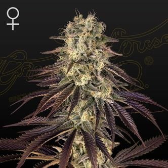 Kong's Krush (Greenhouse Seeds) féminisée