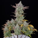 Gorilla Cookies Auto (FastBuds) Féminisée
