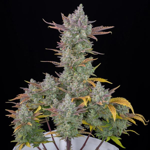 Gorilla Cookies Auto (FastBuds) Féminisée