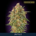 Zkittlez (Advanced Seeds) féminisée