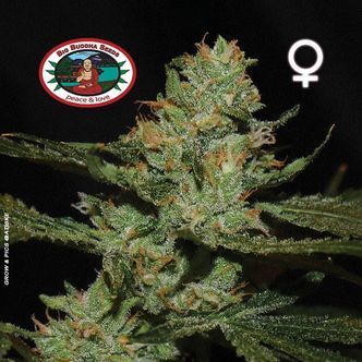 Strawnana Sundae (Big Buddha Seeds) feminized