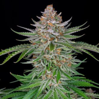 Strawberry Pie Auto (FastBuds) féminisée