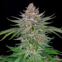 Strawberry Pie Auto (FastBuds) féminisée