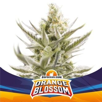 Orange Blossom XXL Auto (BSF Seeds) féminisée