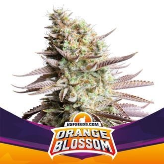 Orange Blossom (BSF Seeds) Féminisée