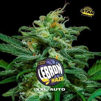 Lebron Haze XXL Auto (BSF Seeds) Féminisée