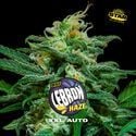 Lebron Haze XXL Auto (BSF Seeds) Féminisée