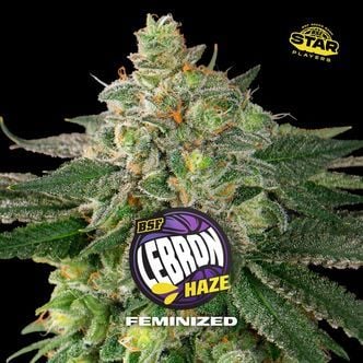 Lebron Haze (BSF Seeds) Féminisée