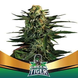 Green Tiger (BSF Seeds) Féminisée