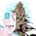 Runtz Automatic (Zamnesia Seeds) féminisée