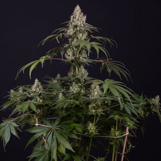 Runtz Auto (Zamnesia Seeds) féminisée