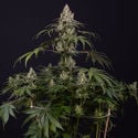 Runtz Automatic (Zamnesia Seeds) féminisée