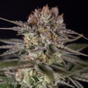 Runtz Automatic (Zamnesia Seeds) féminisée