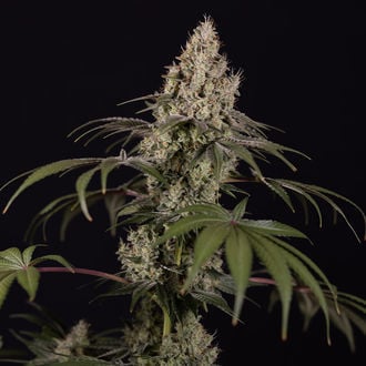 Runtz Auto (Zamnesia Seeds) féminisée