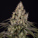 Runtz Automatic (Zamnesia Seeds) féminisée