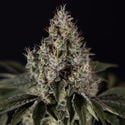 Runtz Automatic (Zamnesia Seeds) féminisée