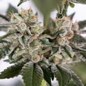 Runtz Automatic (Zamnesia Seeds) féminisée
