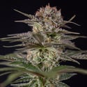 Runtz Automatic (Zamnesia Seeds) féminisée
