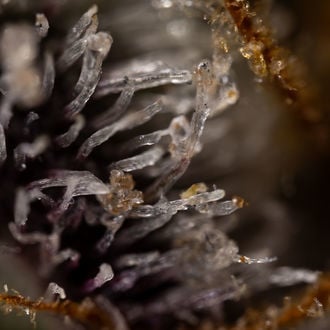 Runtz Auto (Zamnesia Seeds) féminisée