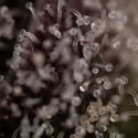 Runtz Automatic (Zamnesia Seeds) féminisée