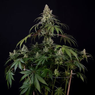 Runtz Auto (Zamnesia Seeds) féminisée