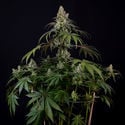 Runtz Automatic (Zamnesia Seeds) féminisée