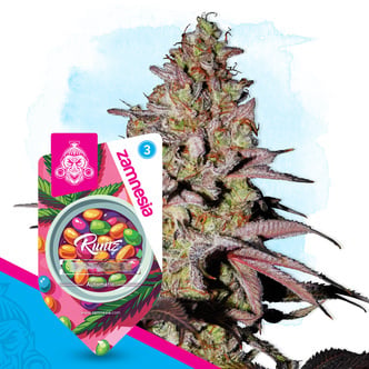 Runtz Auto (Zamnesia Seeds) f&eacute;minis&eacute;e