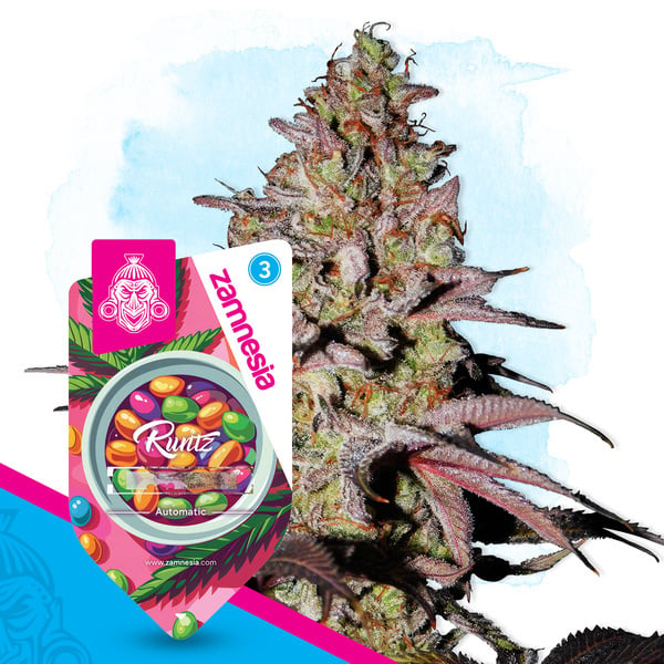 Runtz Auto (Zamnesia Seeds) féminisée