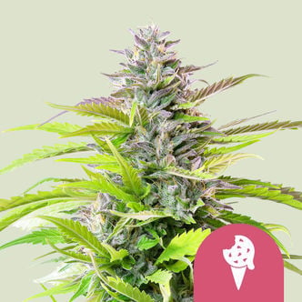 Cookies Gelato (Royal Queen Seeds) féminisée