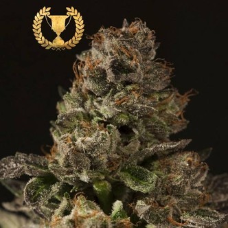 Strawberry Sour Diesel (Devil's Harvest) Féminisée