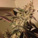 Strawberry Sour Diesel (Devil Harvest Original) féminisée