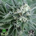 Strawberry Sour Diesel (Devil Harvest Original) féminisée