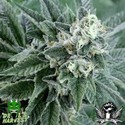 Strawberry Sour Diesel (Devil Harvest Original) féminisée