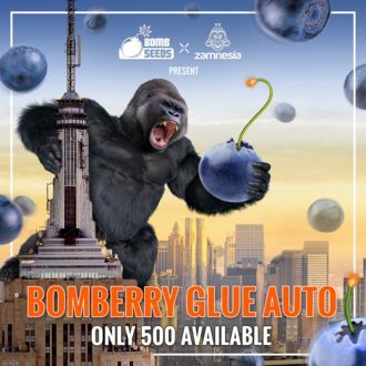 Bomberry Glue Auto (Bomb Seeds x Zamnesia) féminisée