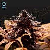 Deep Candy (Greenhouse Seeds) feminized