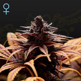 Deep Candy (Greenhouse Seeds) féminisée