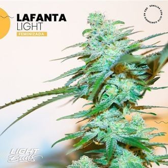 Lafanta Light (Light Buds) féminisée