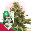 Wedding Cake Auto (Zamnesia Seeds) féminisée