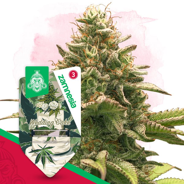 Wedding Cake Auto (Zamnesia Seeds) féminisée