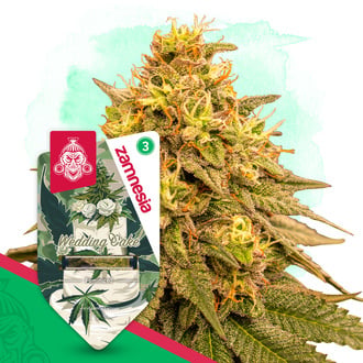 Wedding Cake (Zamnesia Seeds) f&eacute;minis&eacute;e