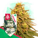Wedding Cake (Zamnesia Seeds) féminisée