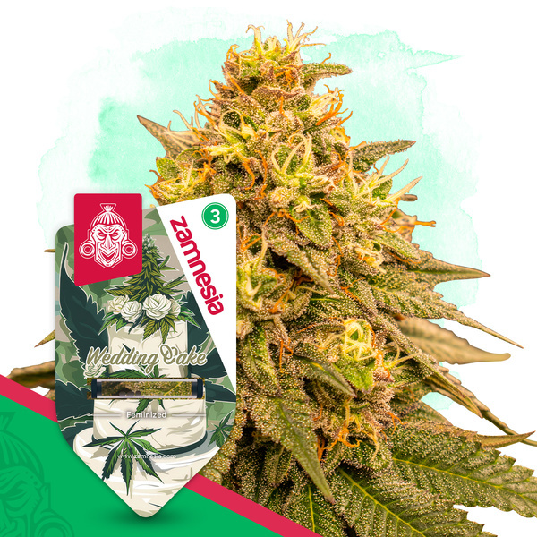 Wedding Cake (Zamnesia Seeds) féminisée