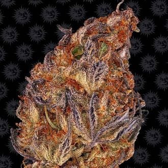 Runtz Auto (Barney's Farm) féminisée
