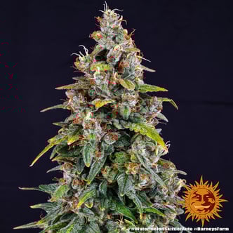 Watermelon Zkittlez Auto (Barney's Farm) féminisée