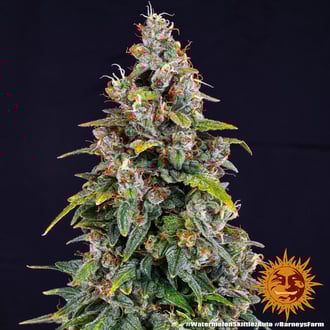 Watermelon Zkittlez Auto (Barney's Farm) féminisée